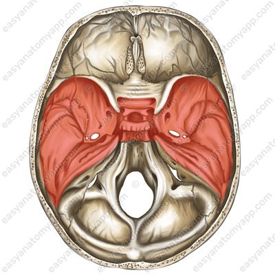 Middle cranial fossa (fossa cranii media)